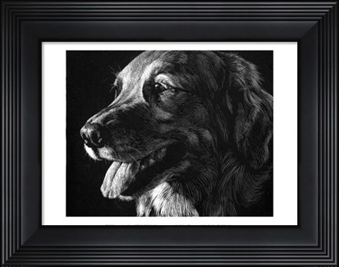 Framed Canine Scratchboard XIV Print