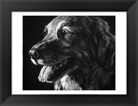 Framed Canine Scratchboard XIV Print