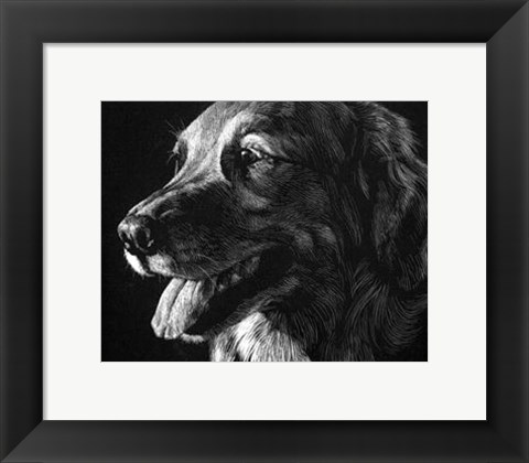 Framed Canine Scratchboard XIV Print