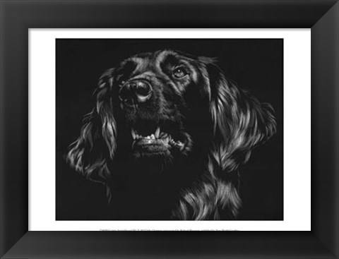 Framed Canine Scratchboard XV Print