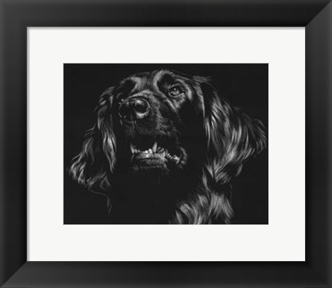 Framed Canine Scratchboard XV Print