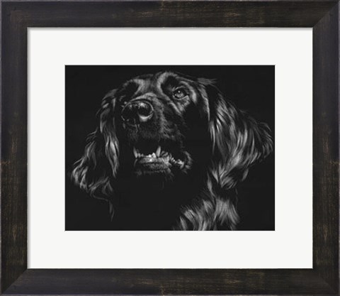 Framed Canine Scratchboard XV Print