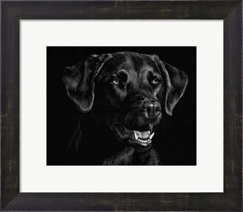Framed Canine Scratchboard XVII Print