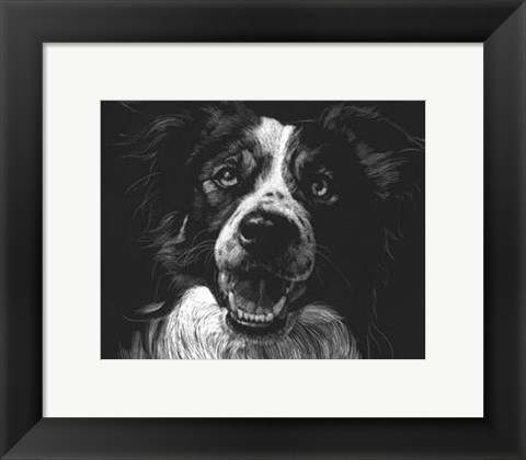 Framed Canine Scratchboard XVIII Print