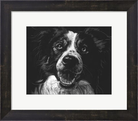 Framed Canine Scratchboard XVIII Print