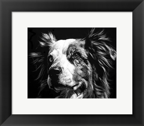 Framed Canine Scratchboard XX Print