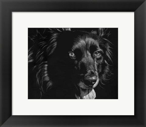 Framed Canine Scratchboard XXI Print