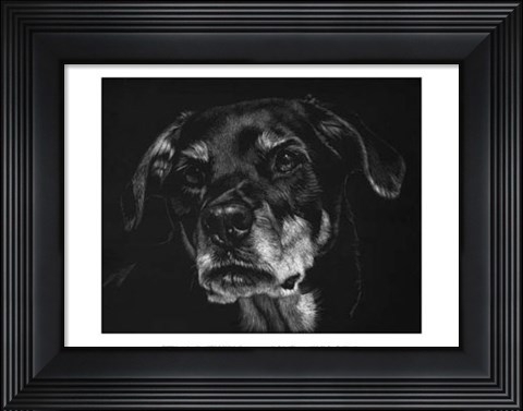 Framed Canine Scratchboard XXII Print