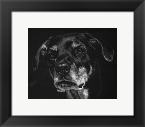 Framed Canine Scratchboard XXII Print