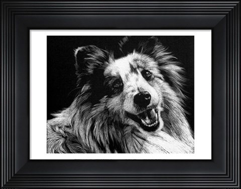 Framed Canine Scratchboard XXVI Print