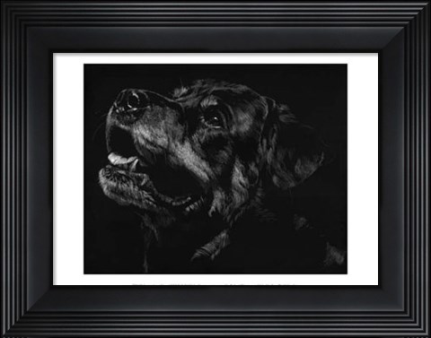 Framed Canine Scratchboard XXVII Print