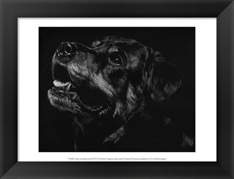 Framed Canine Scratchboard XXVII Print