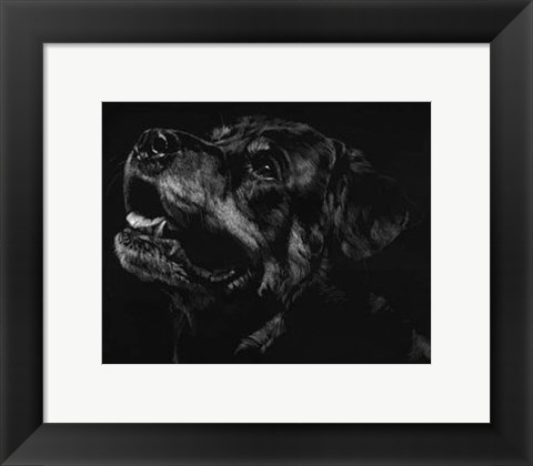 Framed Canine Scratchboard XXVII Print