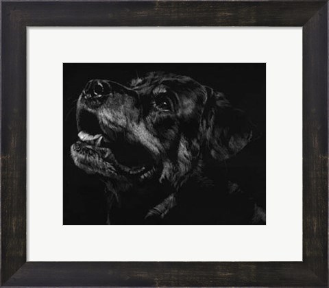 Framed Canine Scratchboard XXVII Print