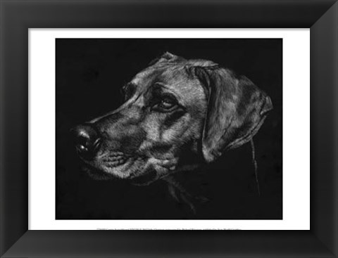 Framed Canine Scratchboard XXVIII Print