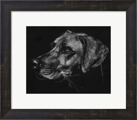 Framed Canine Scratchboard XXVIII Print