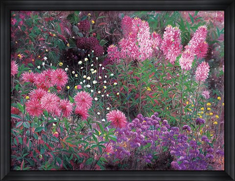 Framed Dahlia &amp; Balsamine Print