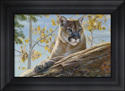 Framed Front Range Cougar Print