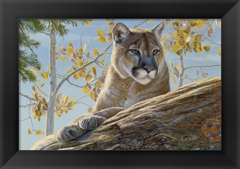 Framed Front Range Cougar Print