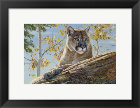 Framed Front Range Cougar Print