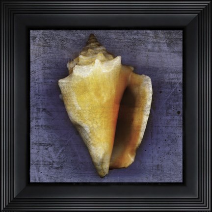 Framed Fighting Conch Print