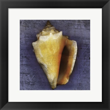 Framed Fighting Conch Print