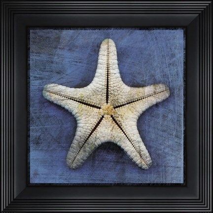 Framed Armored Starfish Underside Print