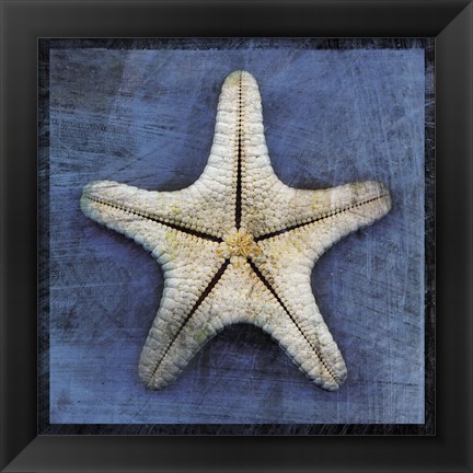 Framed Armored Starfish Underside Print