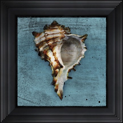 Framed Horned Whelk Print