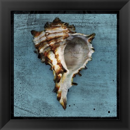 Framed Horned Whelk Print