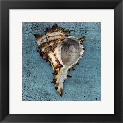 Framed Horned Whelk Print