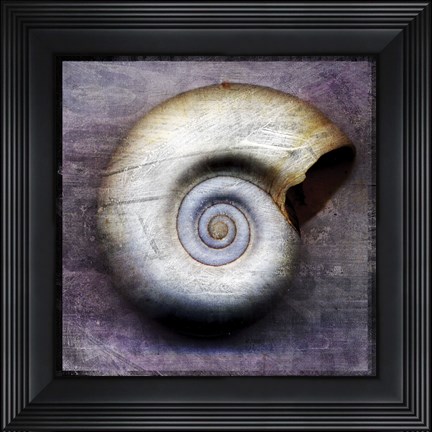 Framed Moon Snail Print