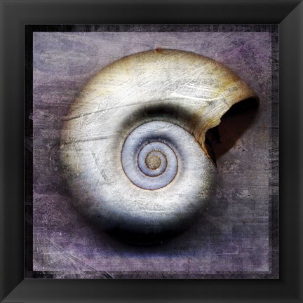 Framed Moon Snail Print