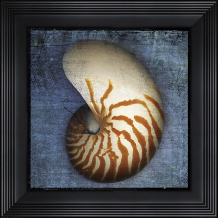 Framed Nautilus Print