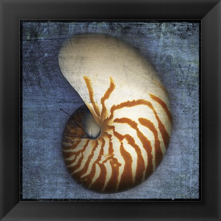 Framed Nautilus Print