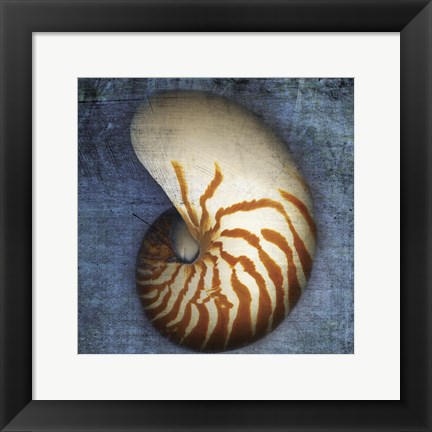 Framed Nautilus Print