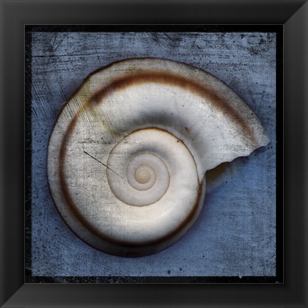 Framed Snail Print