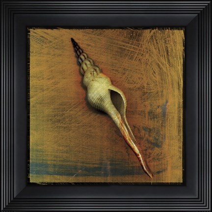 Framed Spiral Shell Print