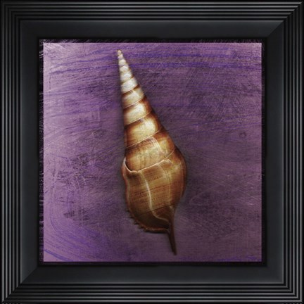 Framed Tibia Shell Print