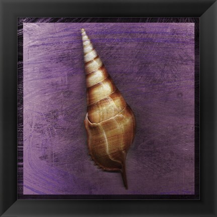 Framed Tibia Shell Print