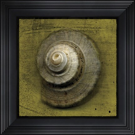 Framed Whelk Crown Print