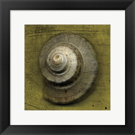 Framed Whelk Crown Print