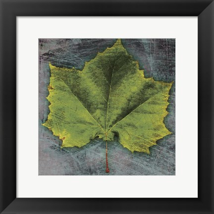 Framed Sycamore Print