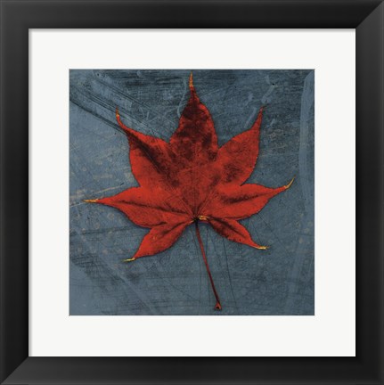 Framed Japanese Maple Print