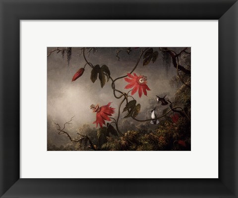 Framed Passion Flowers and Hummingbirds, about 1870-83 Print