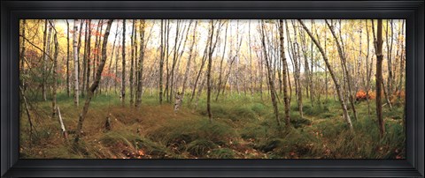 Framed Birch Forest Panorama Print