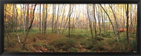 Framed Birch Forest Panorama Print