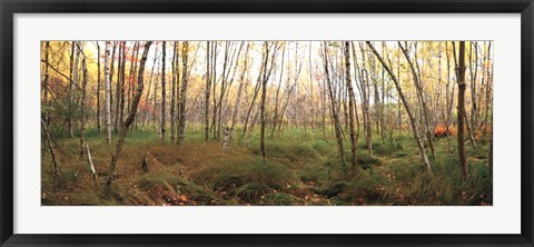 Framed Birch Forest Panorama Print