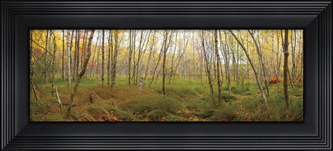Framed Birch Forest Panorama Print