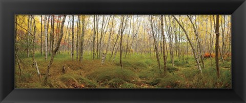 Framed Birch Forest Panorama Print